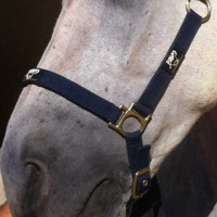 Régénérant Animaderm Cutene