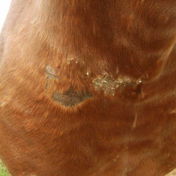 Regenererende Animaderm Cutene