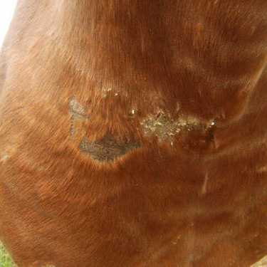 Regenererende Animaderm Cutene