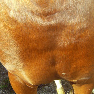 Régénérant Animaderm Cutene Régénérant Animaderm Cutene