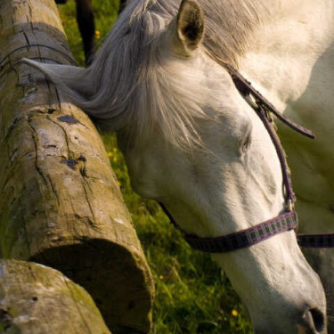 Afweermiddel Animaderm Derfly