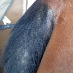 Afweermiddel Animaderm Derfly