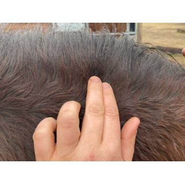 Animaderm Clear Lotion Animaderm Clear Lotion