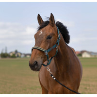 Licol Equithème Nylon Chevron Vert foncé