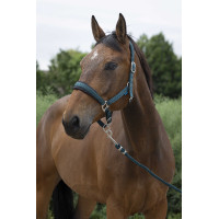 Licol + longe Norton Large Vert foncé