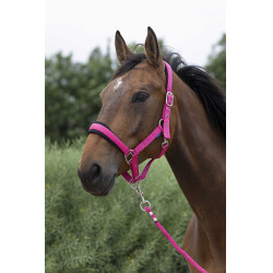 Licol + longe Norton Large Framboise Rouge