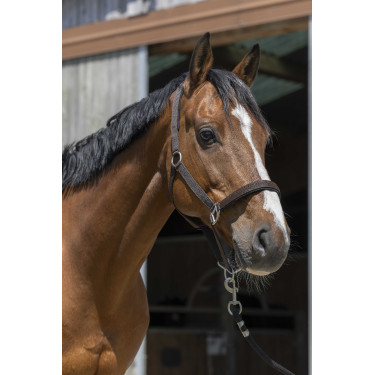 Licol Norton Satine Chocolat Marron