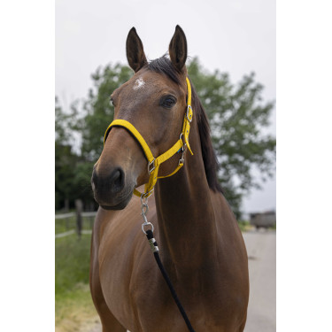 Licol Norton Satine Miel Jaune