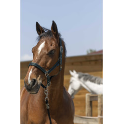 Licol Norton Satine Vert foncé / noir