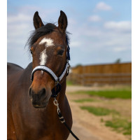 Halster Equithème Nylon Check Marine / zwart Blauw