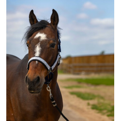 Licol Equithème Nylon Check Marine / noir Bleu Licol Equithème Nylon Check Marine / noir Bleu