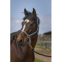 Licol Norton Nylon Soft Vert foncé Licol Norton Nylon Soft Vert foncé