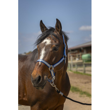 Licol Norton Nylon Soft Bleu roi