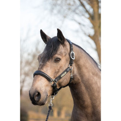 Licol Capella LeMieux Noir Licol Capella LeMieux Noir