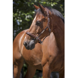 Lederen halster Norton Pro Grooming Havana Bruin
