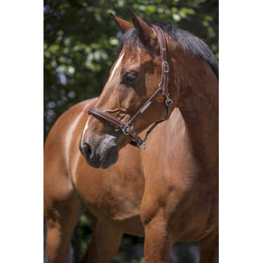 Licol cuir Norton Pro Grooming Havane Marron Licol cuir Norton Pro Grooming Havane Marron