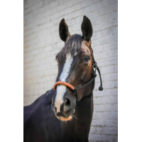 Licol éthologique Pénélope américain Noir