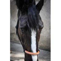 Ethologisch halster Pénélope Amerikaans