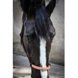 Licol éthologique Pénélope américain Noir