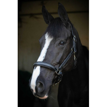 Lederen halster Pénélope Point Sellier Zwart