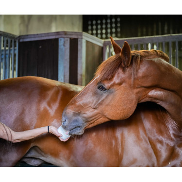 Pierre à lécher Little Likit