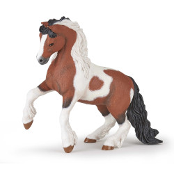 Cob irlandais Papo Cob irlandais Papo