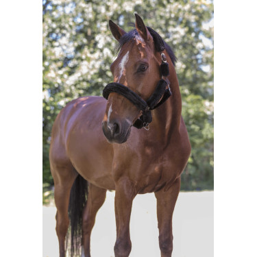 Licol Norton Full mouton synthétique Choco / noir Marron