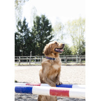 Nylon hondenhalsband Diego & Louna Koraal / antraciet Rood