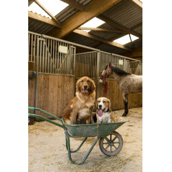 Collier nylon Diego & Louna pour chien