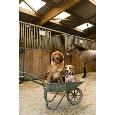 Collier nylon Diego & Louna pour chien