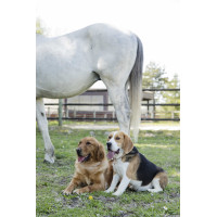 Collier cuir Diego & Louna pour chien Naturel Marron Collier cuir Diego & Louna pour chien Naturel Marron