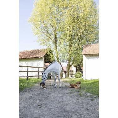 Collier cuir Diego & Louna pour chien Naturel Marron