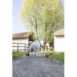 Leren halsband Diego & Louna voor hond Natuurlijk Bruin