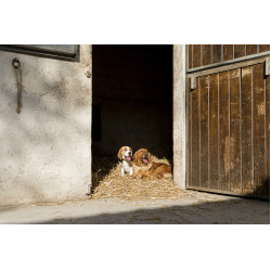 Collier cuir Diego & Louna pour chien Naturel Marron