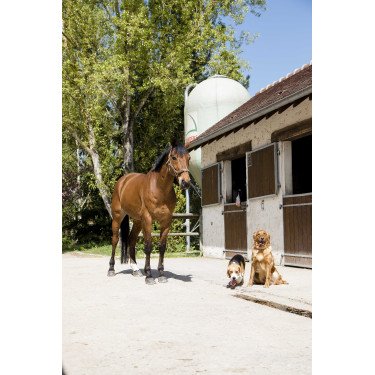 Collier cuir Diego & Louna pour chien Naturel Marron