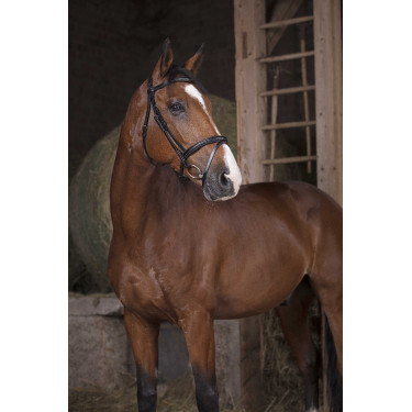 Bridon Norton Pro Combinée Noir Bridon Norton Pro Combinée Noir