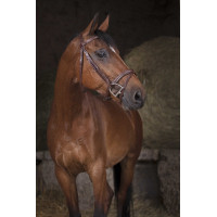 Bridon Norton Pro Combiné Havana Bruin