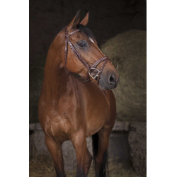 Bridon Norton Pro Combiné Havana Bruin