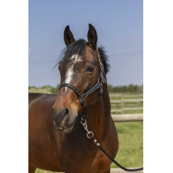 Licol Norton Grooming Noir