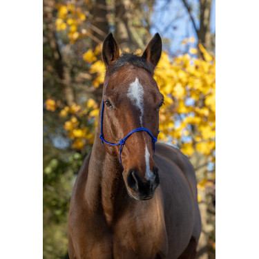 Licol éthologique corde Fin Bleu roi