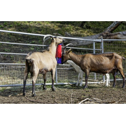 Brosse murale Kerbl Brosse murale Kerbl