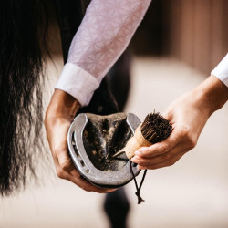 Kleine hoevenkrabber Kentucky Bruin