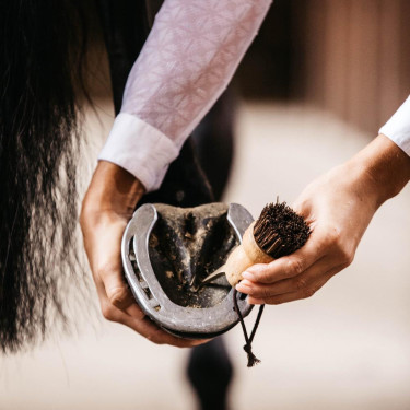 Kleine hoevenkrabber Kentucky Bruin