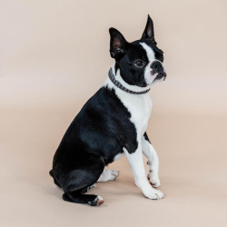 Halsband voor hond Driehoek Kentucky Bruin