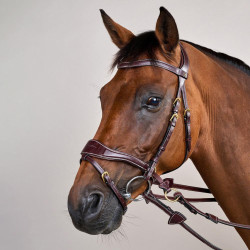 Hoofdstel D Motion D Collectie van Dy'on Bruin