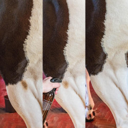 Vlekverwijderaar voor groene vlekken en stof Amandel Grooming Deluxe by Kentucky