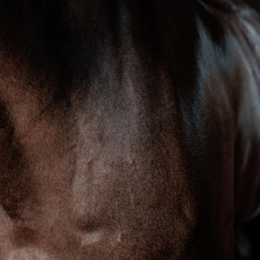 Super glanzende gel Grooming Deluxe van Kentucky