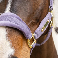 Licol Velvet Kentucky Violet Licol Velvet Kentucky Violet