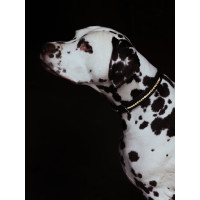 Hondenhalsband Equestrian Stockholm met strass Champagne Beige