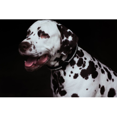 Collier pour chien Equestrian Stockholm strass Noir édition